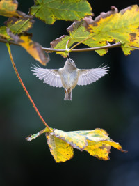 Hólavallagarður Cemetery