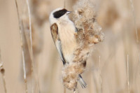 Tour de l'Étang Bull