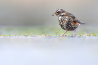 Hólavallagarður Cemetery