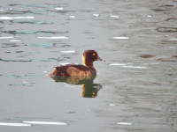 Avant-port de Strasbourg