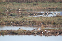 RSPB Rainham Marsh