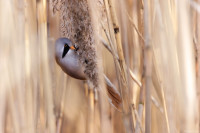 Zbiornik Cieszanowice