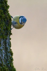 Espace Naturel Sensible du Marais de Montfort