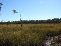 Big Branch Marsh NWR - Boy Scout Road