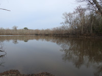 Pearl River WMA - Honey Island Swamp