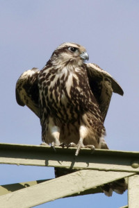 Kondor Ecolodge Gardens and Kunpuszta