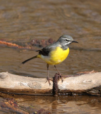 Netzbach und Netzbachweiher