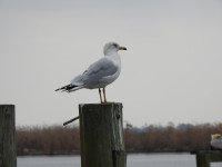 Tchefuncte River Mouth and Environs