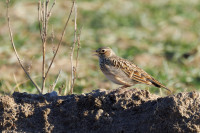 Dolina Kanału Mosińskiego
