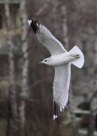 Suble City Park Tychy