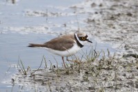 Wedeler Marsch & Hetlinger Marsch