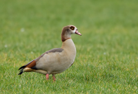 Westersingel Rotterdam