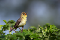 Weinberge bei Rüdesheim