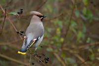Oslo Botanical Garden