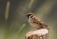 Kiesgrube Kleinpösna