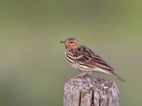 Laghi della Falchera