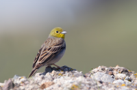Agios Ioannis Chapel
