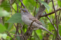 Ivaylovgrad Reservoir