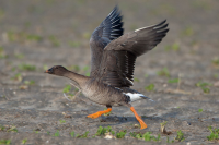 Rozlewiska Rzeki Wdy